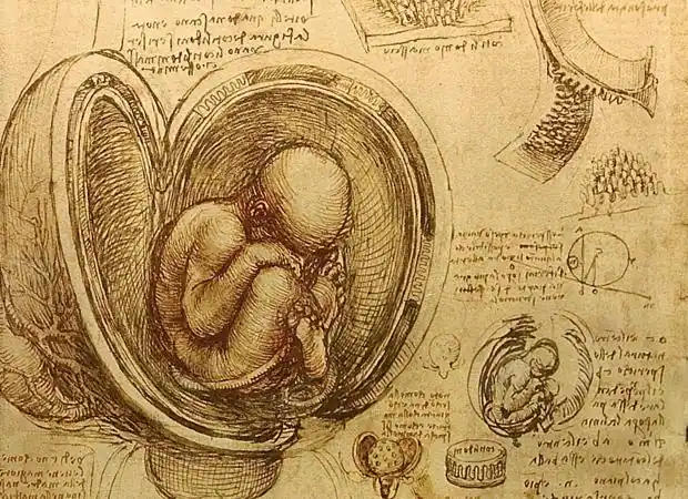 descubriendo el cuerpo humano los avances en la anatomia durante el renacimiento
